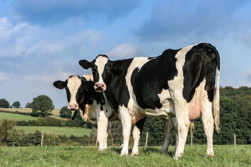 Image of two cows in a field renewables in agriculture